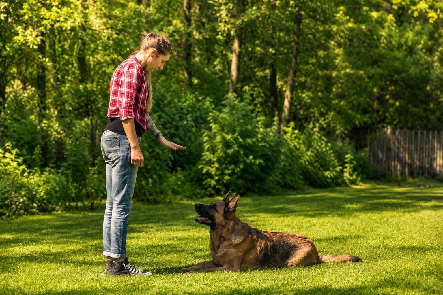Positive Dog Training